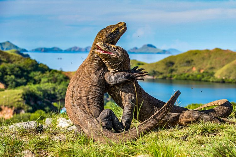 Eksotisme Pulau Komodo: Rumah Para Naga Purba