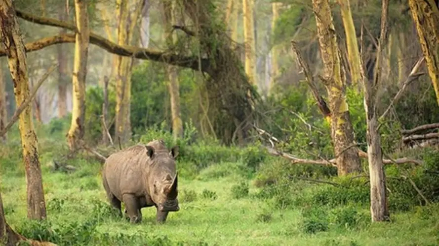 Taman Nasional Ujung Kulon: Surga Wisata Alam di Ujung Barat Jawa